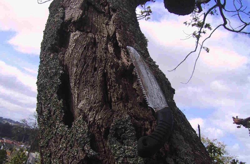 Hazard assessment of tree.
